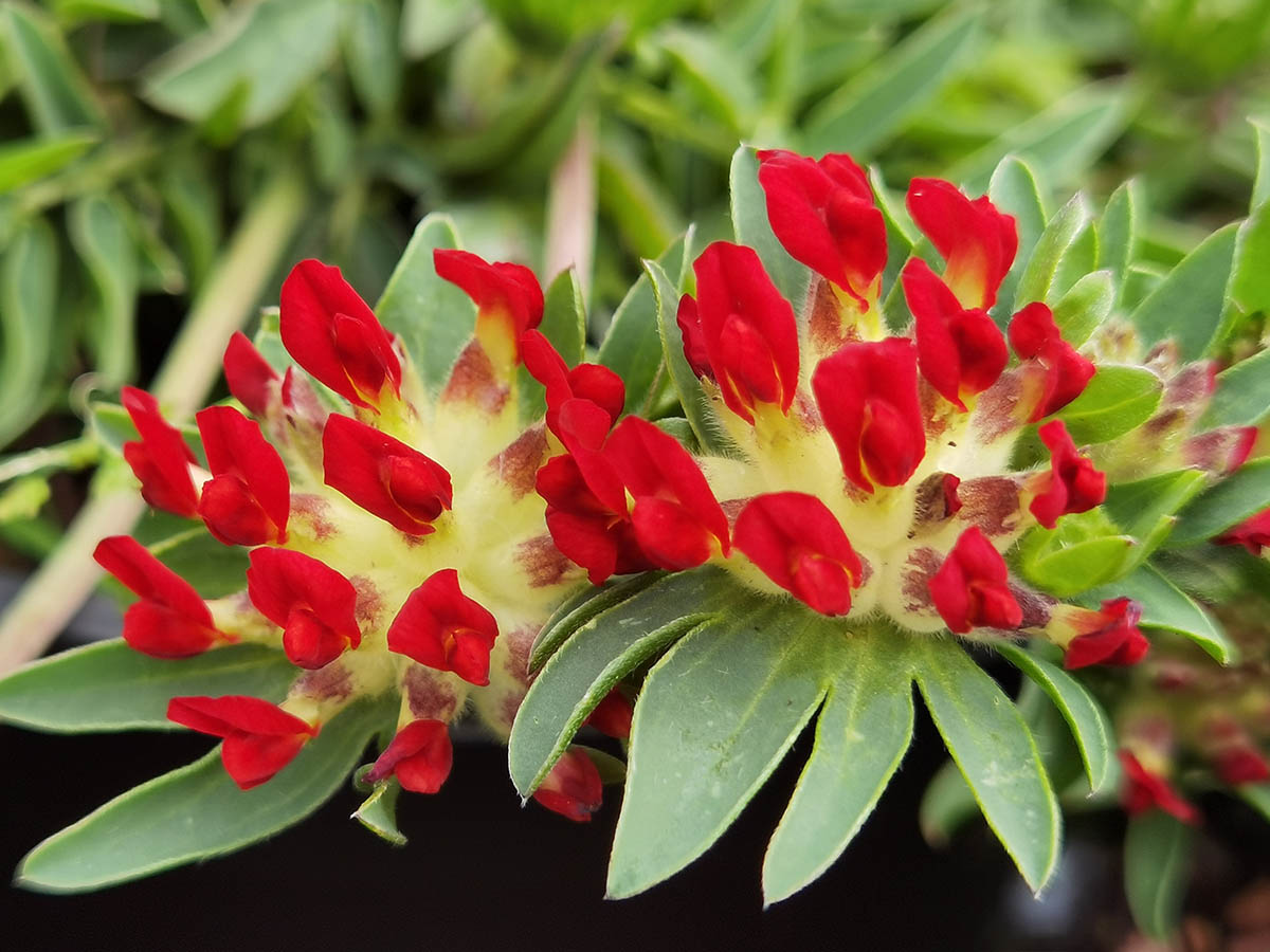 Anthyllis vulneraria 'Coccinea'